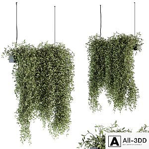 indoor Plant Set 287 - Hanging Plants