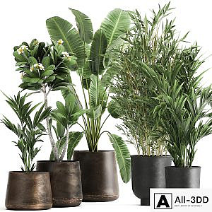 Collection of plants in rusty metal pots with Banana palm, bamboo, loft style. Set 1043.
