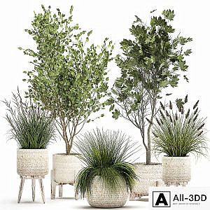 Collection of plants in white baskets with Trees, vine bushes, Sycamore, Maple. Set 1047.