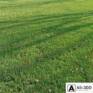Cut grass