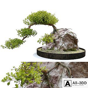 Bonsai plant_04