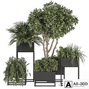 indoor Plant Set 327 - Plant Set in Black Box