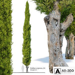 Italian cypress_04