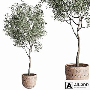 Olive tree in a patterned clay vase 199