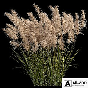 Pampas grass