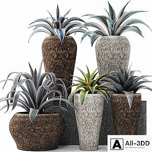 Agave collection, agave, bush, pot, flower, outdoor flowerpot, desert plants, landscape design