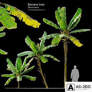 Banana Tree