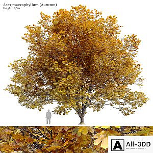 Acer macrophyllum (autumn)