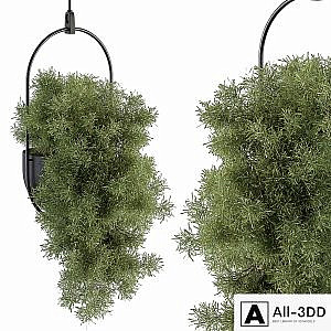 indoor Plant Set 396 - Hanging Plants