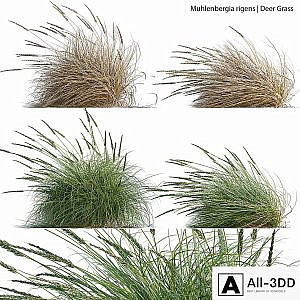 Muhlenbergia rigens - Deer Grass 02