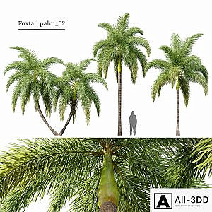 Foxtail Palm 02