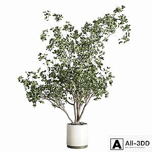 ficus benjamin tree and concrete pot 246
