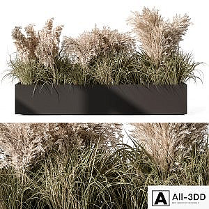 Pampas Plants - Outdoor Plants Set 433