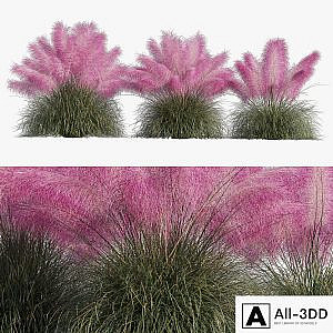 Muhlenbergia Capillaris - Pink Muhly Grass
