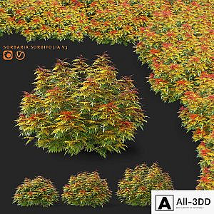 Fieldfare bushes | Sorbaria sorbifolia v3