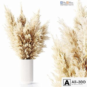 Dried Pampas Grass 02