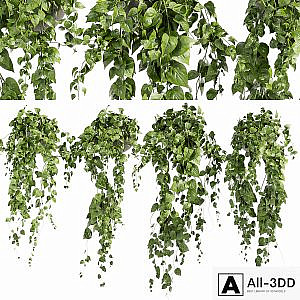 Collection plant vol 412 - pothos - hanging - ampelous