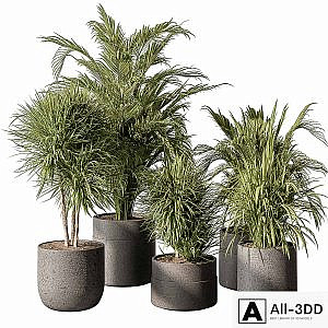indoor Plant 483 - Tropical Plants