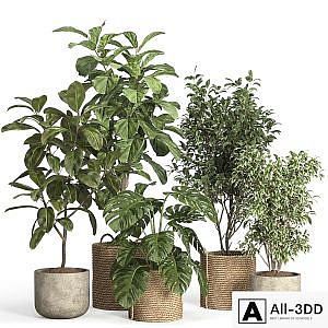 indoor plant set 55- rattan and concrete