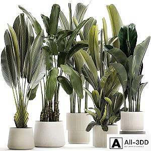 A set of exotic bushes of plants in a flower pot Ravenala, Strelittia, Banana palm. Collection 1330