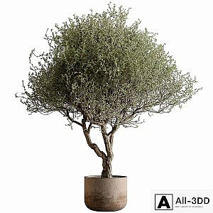 Outdoor Plants 594 - Tree in Pot