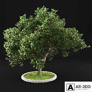 Apple Tree