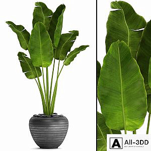 Banana palm in the pot 4. flowerpot, decorative, black, loft, decor, room