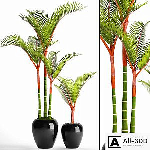 Cyrtostachys, dipsis, palm tree, pot, flowerpot, interior, exotic, outdoor