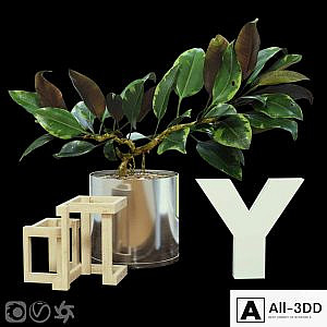 Ficus