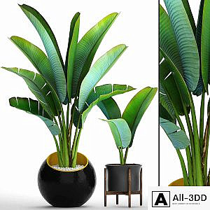 Collection of plants 79. Ravenala. Strelitzia, Ravenala, thickets, bushes, tropical, exotic, outdoor, flowerpot, banana palm