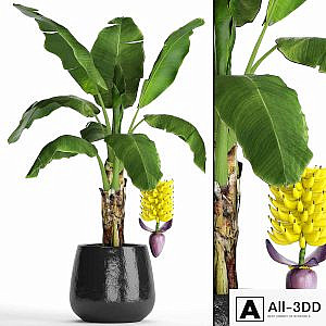 A banana palm with fruits. Banana, bush, palm tree, fruit, flower, decorative, indoor, exotic