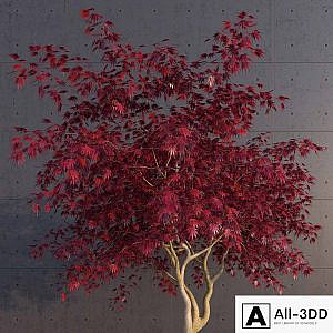 Japanese Maple