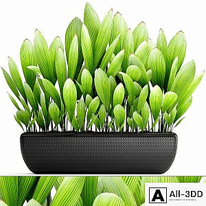 Collection of plants 140. Palm Grass, palm grass, bush, palm tree, ornamental plant, concrete pot, indoor flowerpot, exotic