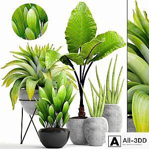 Collection of plants 145. tropical plants, bromeliad, concrete pot, flowerpot, alocasia, bush, sansevieria, exotic, bromelia