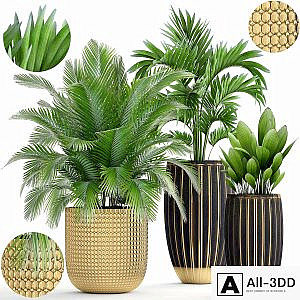 Collection of plants. luxury pot, flowerpot, gold, palm tree, decorative, interior, hovea, areca, luxury decor, landscaping, Howea forsteriana