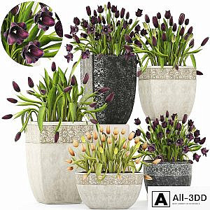 Collection of plants garden tulips 195. Flowers, pot, flowerpot, tulip, flowerbed, landscaping, garden