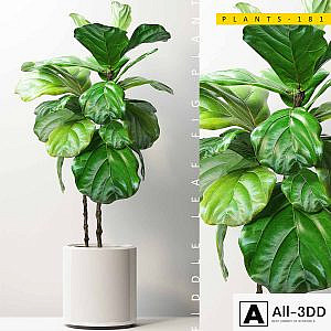 PLANTS 181