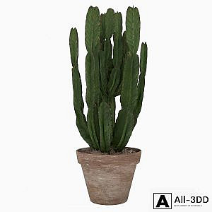 Euforbia Cactus, euphorbia cactus