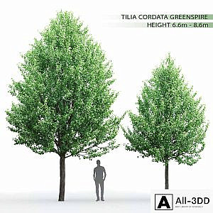 Tilia