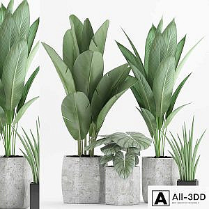 Plant 70