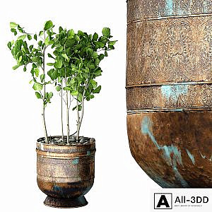 Ficus Lyrata