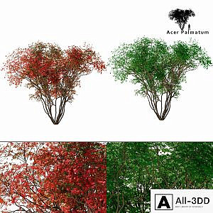 Japanese maple season 2 | Acer palmatum tree