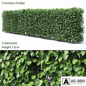 Crataegus hedge # 2 (1.8m)