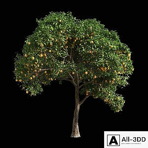 Orange Tree 1