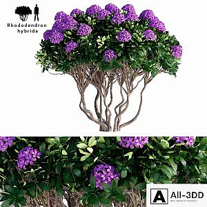 Rhododendron Hybrid | Rhododendron hybrida