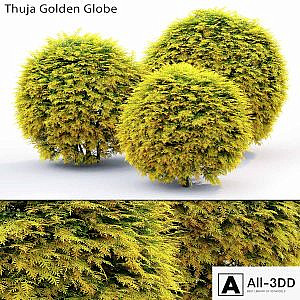 Thuja Golden Globe