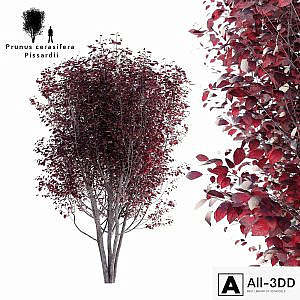 Spread plum | Prunus cerasifera pissardii