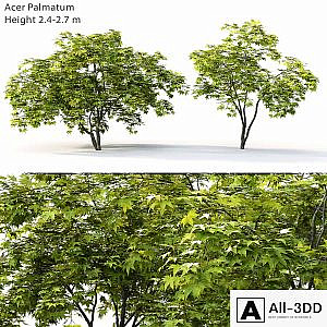 Acer