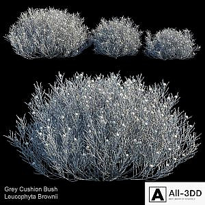 Gray Cushion bush | Leucophyta Brownii