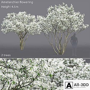 Amelanchier